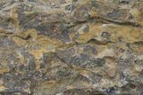 Fossil Lycopod Tree Root (Stigmaria) - Kentucky #160232-1